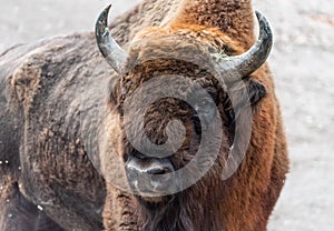 European bison Bison bonasus