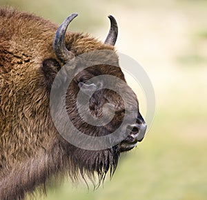 European Bison - (Bison bonasus) photo