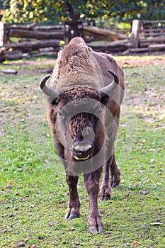 European bison (bison bonasus) photo