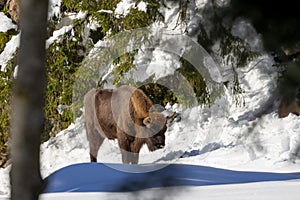 European bison (Bison bonasus