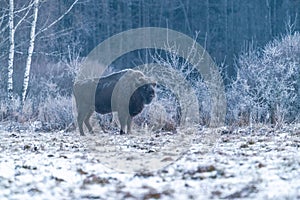 European bison (Bison bonasus)