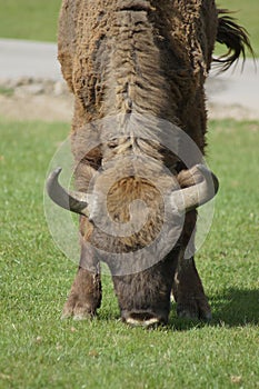 European Bison - Bison bonasus