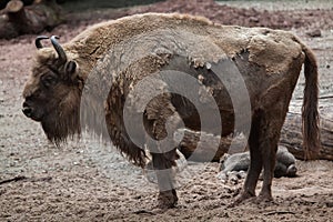 European bison (Bison bonasus).