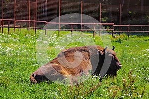 European bison Bison bonasus , also known as European bison or European forest bison
