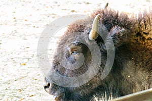 European bison Bison bonasus, also known as wisent, auroch in a paddock at farmyard