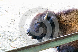 European bison Bison bonasus, also known as wisent, auroch in paddock at farmyard