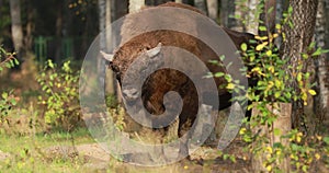 European Bison Or Bison Bonasus, Also Known As Wisent Or European Wood Bison In Autumn Forest 4K.