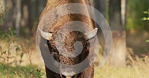 European Bison Or Bison Bonasus, Also Known As Wisent Or European Wood Bison In Autumn Forest 4K. Bull Walking On Camera