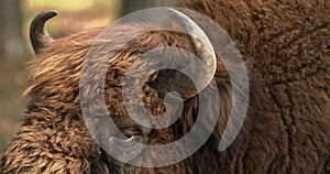 European Bison Or Bison Bonasus, Also Known As Wisent Or European Wood Bison In Autumn Forest close up head portrait