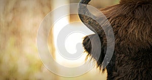 European Bison Or Bison Bonasus, Also Known As Wisent Or European Wood Bison In Autumn Forest close up head portrait