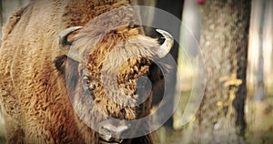 European Bison Or Bison Bonasus, Also Known As Wisent Or European Wood Bison In Autumn Forest close up head portrait