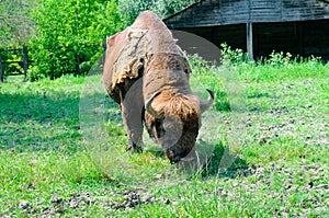 European bison (Bison bonasus), also known as the wisent. Grazing on meadow