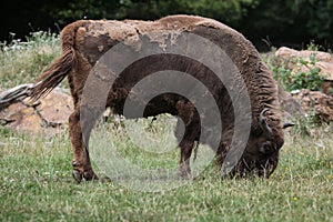 European bison (Bison bonasus). photo