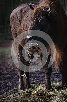 European bison bison bonasus in an animal park eating hay