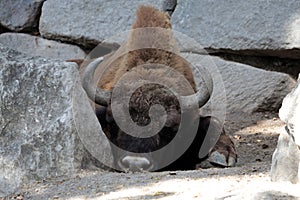 The European bison (Bison bonasus) is a Eurasian species of bison.