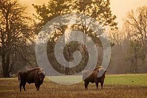 The European bison (Bison bonasus) or the European wood bison herd by the forest bÃâºhem zÃÂ¡padu slunce photo