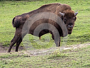 European bison, Bison bonasus, the largest European mammal, was saved at the last minute