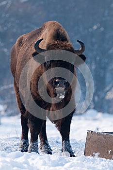 European Bison (Bison bonasus), male