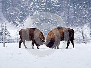 European bison Bison bonasus in natural habitat