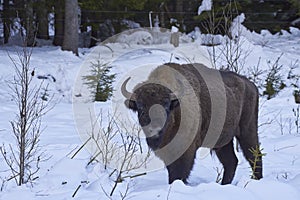 European bison - Bison bonasus in natural habitat