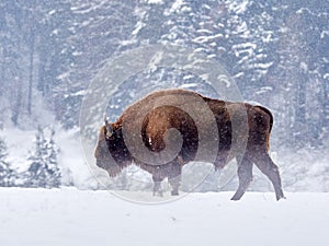 European bison Bison bonasus in natural habitat photo