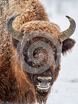 European bison Bison bonasus in natural habitat in winter