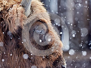 European bison Bison bonasus in natural habitat in winter