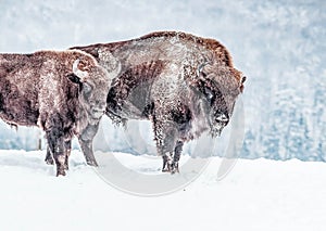 european bison (Bison bonasus) in natural habitat in winter