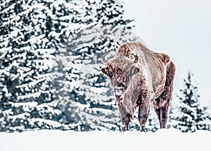 european bison (Bison bonasus) in natural habitat in winter