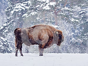 European bison Bison bonasus in natural habitat