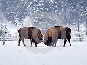 European bison Bison bonasus in natural habitat photo