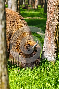 European bison (Bison bonasus)