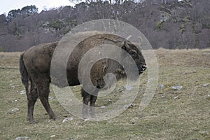 European bison, Bison bonasus