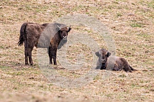 European bison Bison bonasus standing on meadow