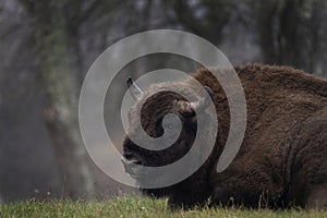 European bison, bison bonasus, wood bison, wisent, zubr, european buffalo