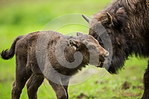 European bison (Bison bonasus) photo
