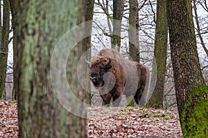 European bison - Bison bonasus zubr or aurochs - a large wild Eurasian ox that was the ancestor of domestic cattle.