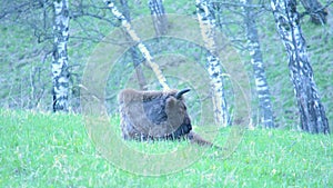 The European bison bonasus, known as wisent or the European wood bison. It is one of two extant species of bison