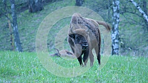 The European bison bonasus, known as wisent or the European wood bison. It is one of two extant species of bison