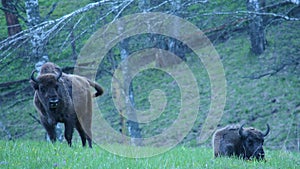 The European bison bonasus, known as wisent or the European wood bison. It is one of two extant species of bison