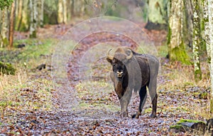 European Bison(Bison bonasus) male photo