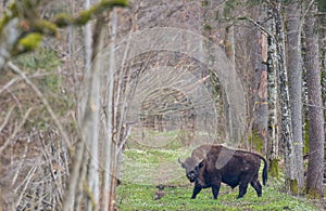 European Bison(Bison bonasus) male photo
