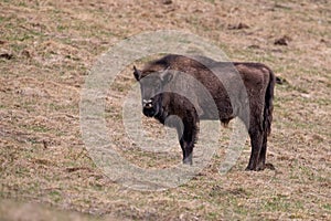 European bison Bison bonasus standing on meadow