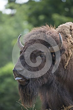 European bison - bull
