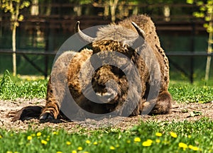 European bison bull in Bialowieza