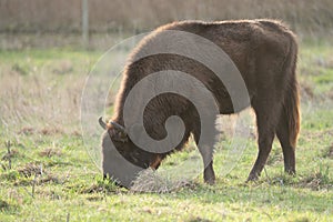 European bison eating breakfast in a national park