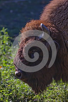 European bison or the European wood bison, also known as the wisent, the zubr, or sometimes colloquially as the European buffalo,