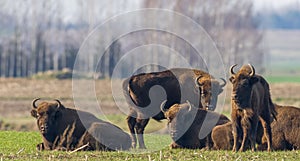 European bison females resting in sunny day