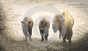 European bison - femle adult with youngsters