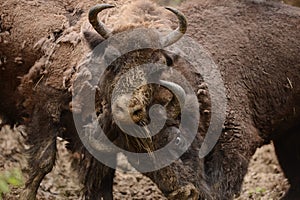 European bison fight for territories in Tarcu Mountains.